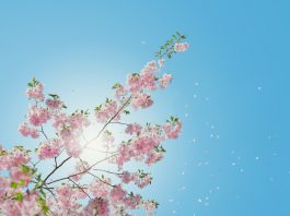 10 điều về Xuân phân có thể bạn chưa biết