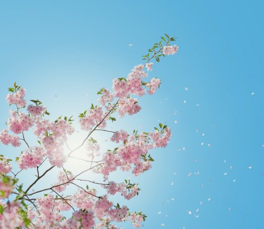 10 điều về Xuân phân có thể bạn chưa biết